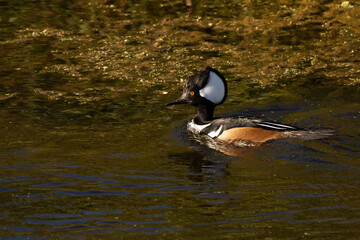 A hooded merganser (Lophodytes cucullatus), a small duck with a big crest on its head and bold patterns, swimming in Sarasota, Florida