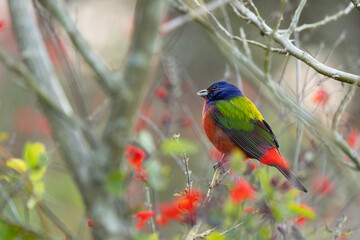 Painted bunting (Passerina ciris) a rainbow colored bird, near red flowers in Sarasota, Florida