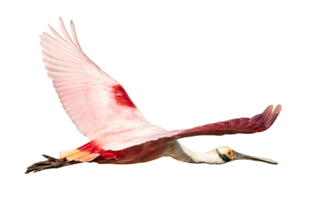 A roseate spoonbill in flight (Platalea ajaja) in flight, isolated with no background (transparent PNG)