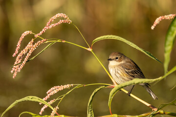 A yellow-rumped warbler (Setophaga coronata), a small and cute bird, sits on a plant with pink flowers in Sarasota, Florida
