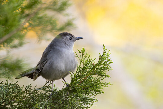 A grey catbird (Dumetella carolinensis) a shy bird species related to the mockingbird, in the evening light in Sarasota, Florida