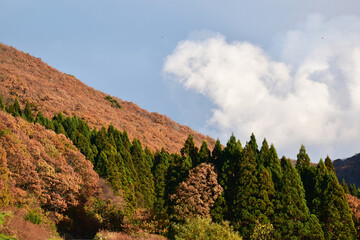 Fototapeta na wymiar 晩秋の山の風景