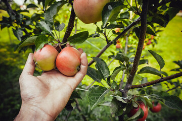 A hand plucks an apple from a branch