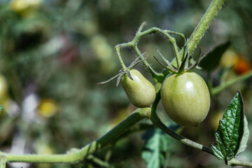 Green unripe tomatoes grow on a branch
