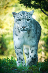 snow leopard cub