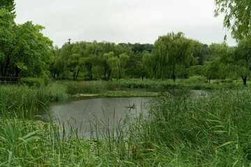 공원의 연못