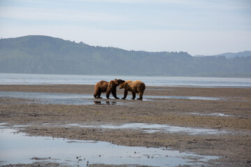 Fototapeta premium Bears in alaska at wrangell st elias