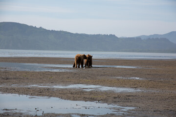 Bears in alaska at wrangell st elias