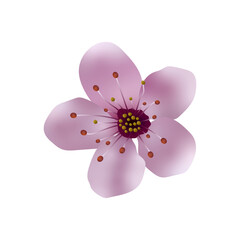 Fototapeta na wymiar Cherry blossom illustration pink sakura
