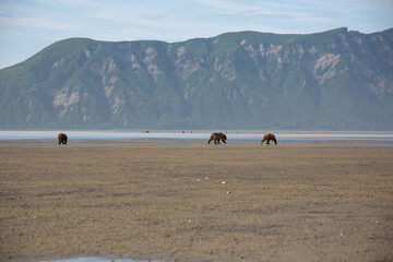 Bears in alaska