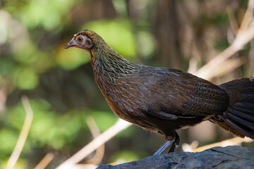 Kalij pheasant on a ground
