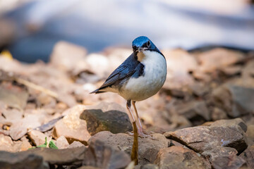 Siberian blue robin on a ground