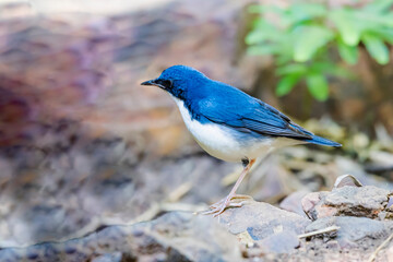 Siberian blue robin on a ground