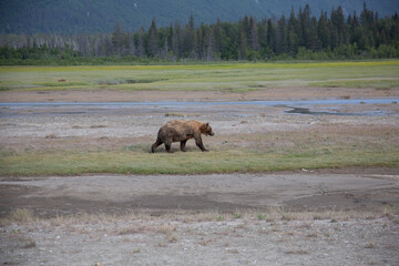 Bear walking in alaska 
