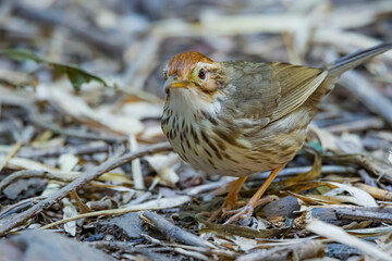 Puff-throated Babbler on a ground