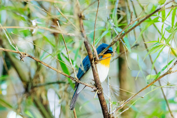 Tickell's Blue Flycatcher on a branch