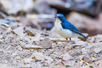 Siberian blue robin on a ground
