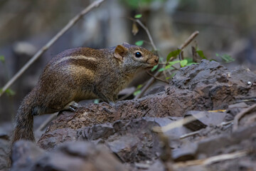 A chipmunk on a ground