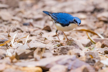 Siberian blue robin on a ground