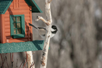 Black-capped Chickadee at a Feeder