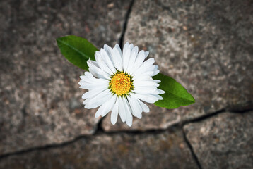 soft focus White flower growing in cracked stone, hope life rebirth resilience symbol