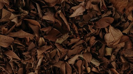 Autumn leaves