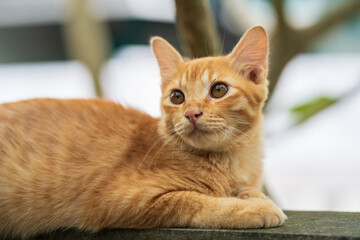 a brown cat resting on the wall