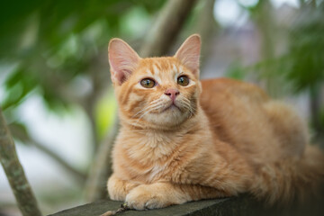 a brown cat resting on the wall