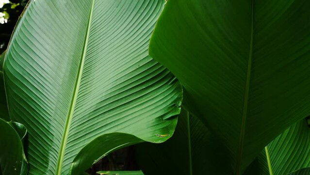 close up of green tropical leaf