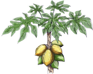 Papaya tree color sketch