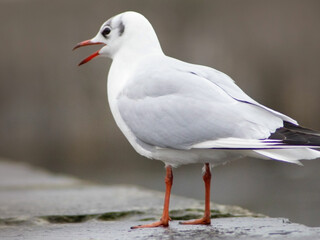 seagull with open beak from side