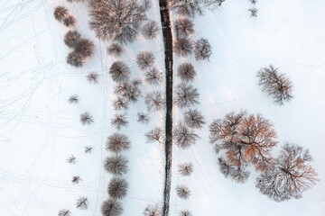 Top down drone aerial view of bare deciduous trees lit with the yellow glow of the setting sun along a bike or running path in winter with bright white snow with footprints covering the ground below.
