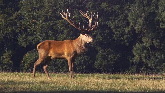 red deer profile in sunshine, slow motion bellowing mating call