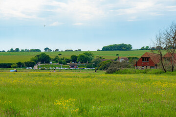 landscape with cows