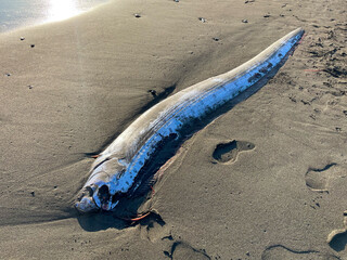 湘南の砂浜に打ち上げられたリュウグウノツカイ