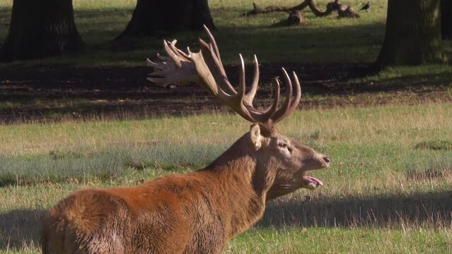 red deer stag profile in bright sunshine, slow motion calling, bellows