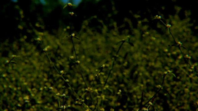 litle flower in the bush