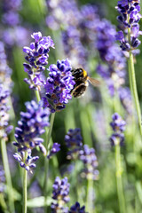 Adorable bumblebee pollinating lavender flowers in the summer
