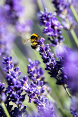 Cute bumblebee pollinating pretty lavender flowers