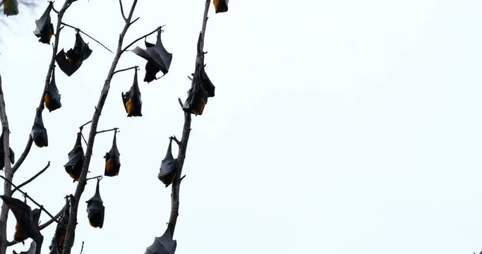 bats on tree stalks recorded in Aceh Barat Daya