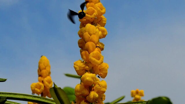 The vestal bumblebee again attacks the yellow flower