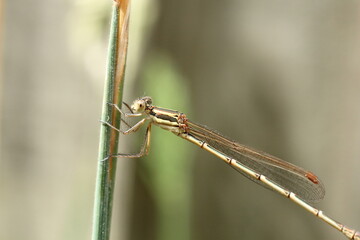 Slender Ringtail Damselfly (Austrolestes analis)