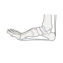 족저근막 해부학 메디컬일러스트