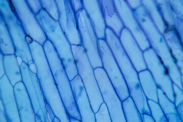 Study of protozoa and plant cells under the microscope for education.