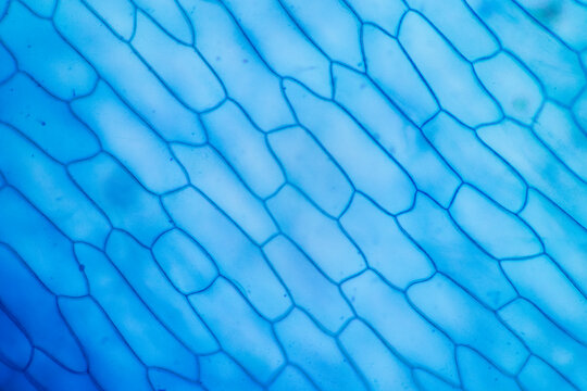 Study of protozoa and plant cells under the microscope for education.