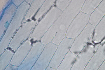 Obraz premium Study of protozoa and plant cells under the microscope for education.