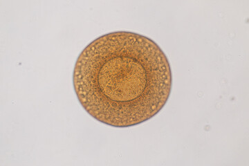 Study of protozoa and plant cells under the microscope for education.