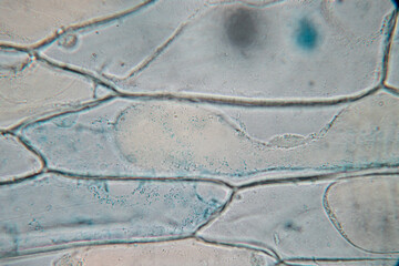 Study of protozoa and plant cells under the microscope for education.