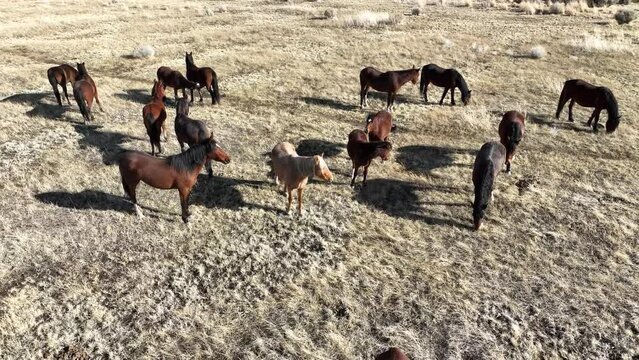 Drone shot of a group of Wild Mustangs grazing in the Nevada desert. 20 seconds