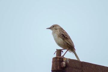 bird on a branch